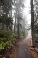 IMG_5558 foggy trail